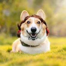 Pet K9 Funny Dog Cosplay Wig, Headwear Apparel ,Pet Costumes, Cat Dress Up For Halloween, Christmas, Parties, Festivals, Dog Wigs For Small Medium And Large Sized Dogs (Brown Braids),  Wigs Cosplay Mardi Gras 38049245 - 挑染紅色 - 查看 2