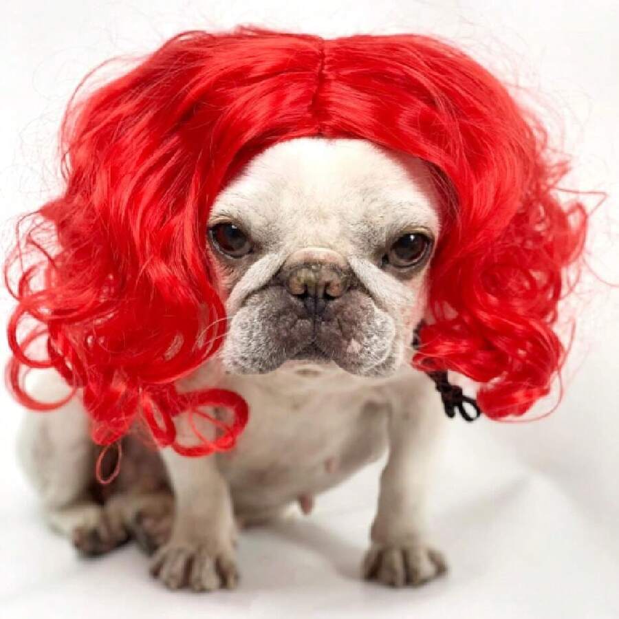 Funny Dog Cat Cosplay Wig For Halloween, Christmas, Parties, Festivals - Pet Wigs For Small, Medium And Large Dogs (Wine Red), Wigs Cosplay Mardi Gras 38049248 - 漸變灰色 - 查看 1