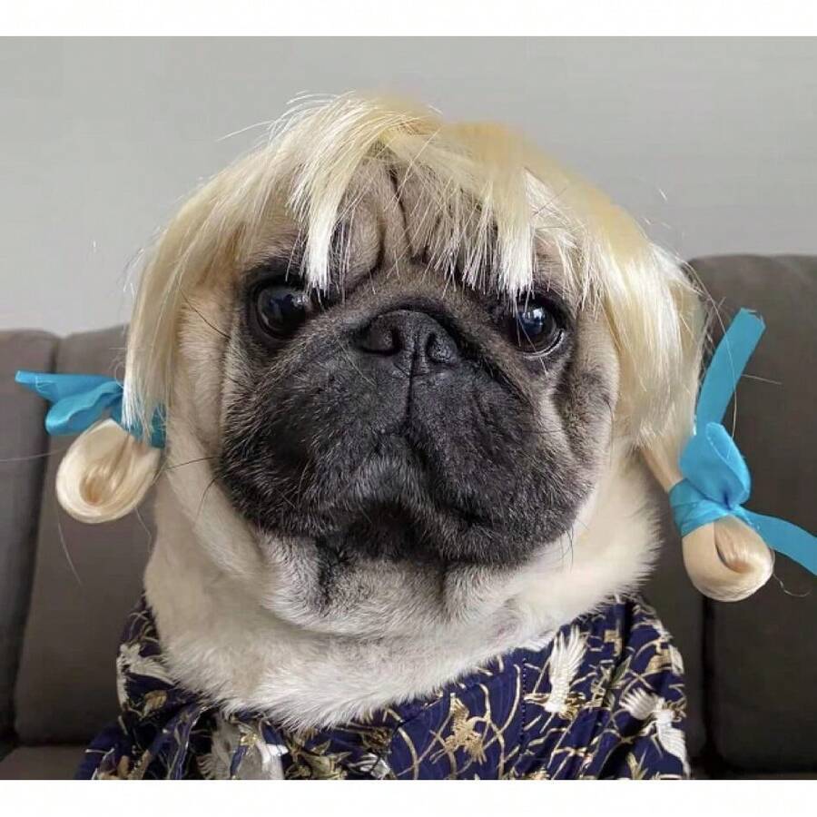 Funny Dog Cat Cosplay Wig, Pet Wigs For Halloween, Christmas, Parties, Festivals, Dog Wigs For Small Medium And Large Dogs(Golden Braid),38049242 - 寶藍色 - 查看 1