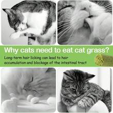 100g (20 Pieces)Cat Grass Sticks For Hairballs - Freeze-Dried Treats For Cats, Instant Granules, And Hair Cream Tablets - Green - View 6