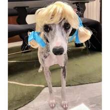 Funny Dog Cat Cosplay Wig, Pet Wigs For Halloween, Christmas, Parties, Festivals, Dog Wigs For Small Medium And Large Dogs(Golden Braid),38049242 - 寶藍色 - 查看 5