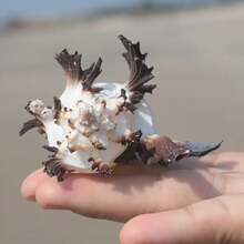 2pcs,Natural Conch Shells, Black Thousand-Handed Snails, Bone Snails, Crab Shells, Snail Shell Rolls, Shellfish, Crab Shell Fish Tank Decorations. - Black - View 3