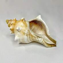 天然亮红色螺旋贝壳装饰品：经久耐用，适用于淡水和海水水族箱装饰，独特的家居或办公装饰，水族箱摆件，海岸风格设计，原始形状 - 彩色 - 查看 5