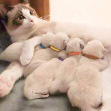 12件/套 12种颜色 新生宠物小猫/小狗身份识别环 - 彩色项圈 - 出生标记绳 - 可书写 - 柔软亲肤 - 彩色 - 查看 9