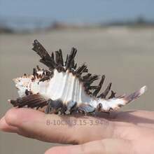 2pcs,Natural Conch Shells, Black Thousand-Handed Snails, Bone Snails, Crab Shells, Snail Shell Rolls, Shellfish, Crab Shell Fish Tank Decorations. - Black - View 6