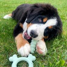 Sensory Material Puppy Chew Toys Bundle Puppy Teething Toys For Boredom Amp Stimulation Puppy Supplies AllergenFree Peanut Butter And Chicken Flavor, Small Regular 2 Count - BundleSmallRegularUp - View 9