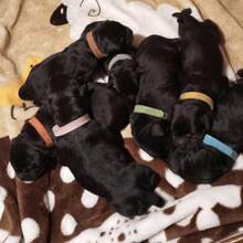 12件/套 12种颜色 新生宠物小猫/小狗身份识别环 - 彩色项圈 - 出生标记绳 - 可书写 - 柔软亲肤 - 彩色 - 查看 8