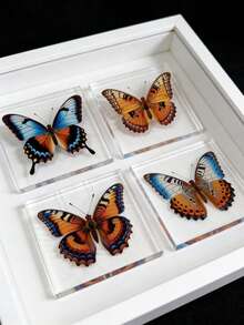 1 Piece Of Oversized (10CM) Transparent Spreading Butterfly Series Model Decoration, With Multiple Varieties Of Butterflies, Permanently Preserved Animal Model Crafts, Printed With The Most Realistic Animal And Insect Butterfly Specimens In Nature, Transparent Animal And Plant Insect Model Square, Decorative Craft Ornament (Acrylic Double-Sided) - Multicolor - View 11