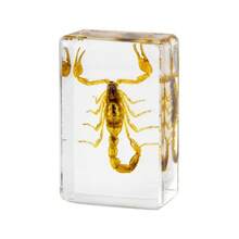 1pc Insect & Plant Specimen Preserved In Transparent Resin Amber Box! Permanent Insect & Plant Model Craft, Natural Real Insect Resin Specimen Paperweight, Amber Transparent Animal & Plant Insect Model Square, Decorative Craft Ornament, Highly Valuable Collectible. - Multicolor - View 7