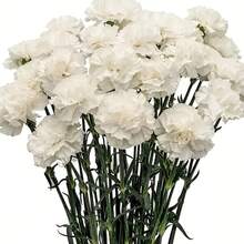 10支仿真康乃馨,丝质花茎,适用于葬礼布置、婚礼花束、花圈装饰、DIY手工、母亲节、情人节等场合。可用作婚礼中心装饰、新娘送礼、桌面摆设、家庭聚会、生日装饰。不含花瓶。 - 白色 - 查看 2