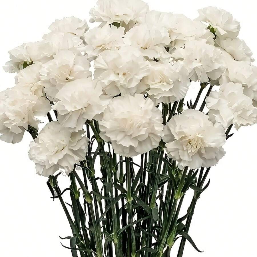 10支仿真康乃馨，丝质花茎，适用于葬礼布置、婚礼花束、花圈装饰、DIY手工、母亲节、情人节等场合。可用作婚礼中心装饰、新娘送礼、桌面摆设、家庭聚会、生日装饰。不含花瓶。