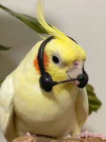 1pc/2pcs/4pcs Bird Toy, Parrot, Artificial Customer Service Headset, Funny Decor, Walkie-Talkie, Accessories, Handmade Hat, Photography Props, Pet Bird, Headpiece, Pet Bird Toy, Random Color - Multicolor - View 4