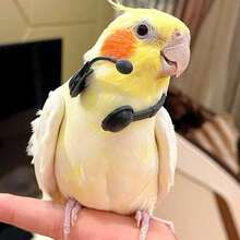 1pc/2pcs/4pcs Bird Toy, Parrot, Artificial Customer Service Headset, Funny Decor, Walkie-Talkie, Accessories, Handmade Hat, Photography Props, Pet Bird, Headpiece, Pet Bird Toy, Random Color - Multicolor - View 8