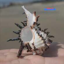 2pcs,Natural Conch Shells, Black Thousand-Handed Snails, Bone Snails, Crab Shells, Snail Shell Rolls, Shellfish, Crab Shell Fish Tank Decorations. - Black - View 5