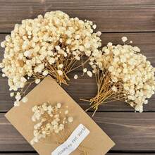 25/50/100/300 unidades de mini gipsófila branca marfim e outras flores secas - para moldes de resina, artesanato, acessórios de cabelo, coroas de casamento, decoração de mesa e decoração de casa. - Multicolorido - Ver 24