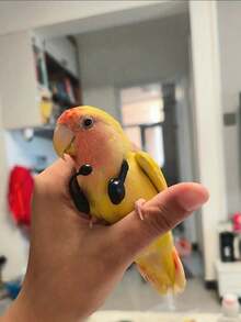 1pc/2pcs/4pcs Bird Toy, Parrot, Artificial Customer Service Headset, Funny Decor, Walkie-Talkie, Accessories, Handmade Hat, Photography Props, Pet Bird, Headpiece, Pet Bird Toy, Random Color - Multicolor - View 6