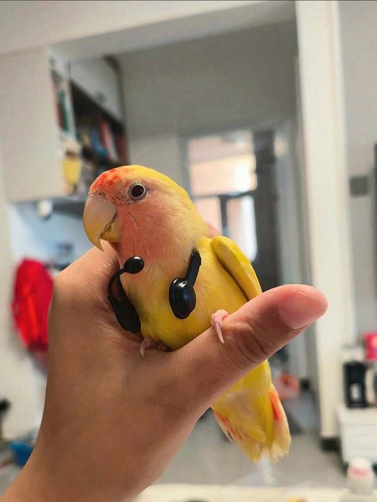 1 st/2 st/4 st fågelleksak, papegoja, konstgjord kundtjänstheadset, rolig dekor, walkie-talkie, tillbehör, handgjord hatt, fotorekvisita, fågel, huvudbonad, fågelleksak, slumpmässig färg - Multifärgad - Visa 6
