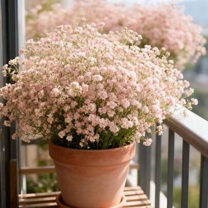 105pcs Baby's Breath Potted Garden Flower Border Gap Filling Planting Evenly Distributed Blooms