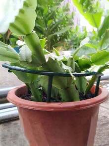 4/2件装植物支撑架，塑料半圆形花盆笼，半圆形植物支撑环塑料植物笼架花盆攀爬架，配件，工具，装饰品，礼品，适用于支撑小型盆栽植物、花卉蔬菜、室内植物和花园花卉（适用于小型植物，如有顾虑请勿购买） - 彩色 - 查看 3