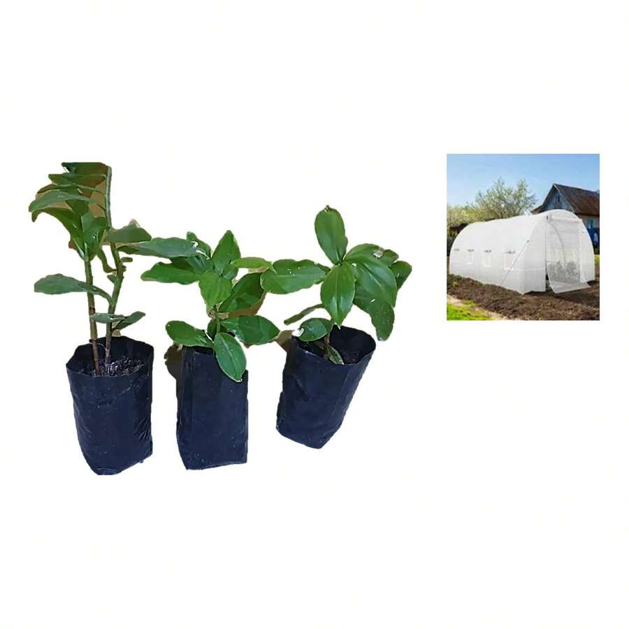 TendenciaBolsas Plástico Cultivo Producción Plantas 1 Kg 18  X 25 CmCalidad premium - 1 - Ver 1