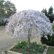 Dwarf Weeping White Cherry Tree 30 Beauty White Privacy Screen Great For Planting - Variant 1 - View 2