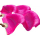 Hoa hồng