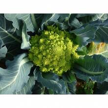 Tendencia200 Semillas Brocoli Romanesco Variedad Heirloom AutenticasCalidad premium - 1 - Ver 4