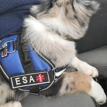 2 PCS  Patches With Removable Tactical Hook Loop Embroidered In Training Patch Do Not Pet WorFKing Dog Patch For Vest Harnesses Collars Leashes,ESAPatches2PCS - ESAPatches2PCS - View 4