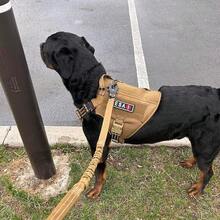 2 PCS  Patches With Removable Tactical Hook Loop Embroidered In Training Patch Do Not Pet WorFKing Dog Patch For Vest Harnesses Collars Leashes,ESAPatches2PCS - ESAPatches2PCS - View 5