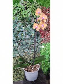 Tendencia4kg Tierra Sustrato Para Orquídeas PlusCalidad premium - 1 - Ver 3