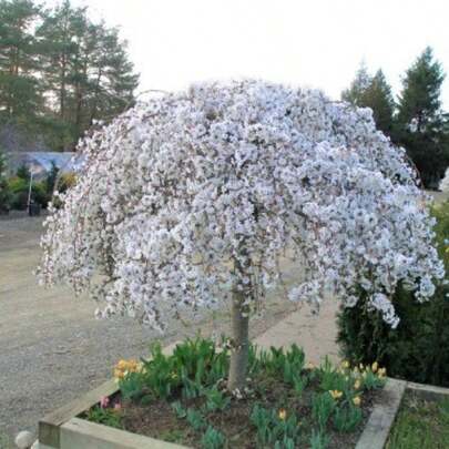 Dwarf Weeping White Cherry Tree 30 Beauty White Privacy Screen Great For Planting