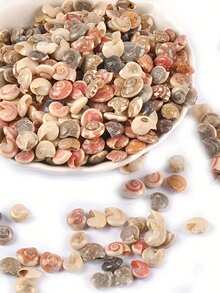 100个天然无孔迷你螺旋贝壳，天然航海沙滩装饰品，适用于DIY工艺品和家居装饰