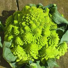 Tendencia200 Semillas Brocoli Romanesco Variedad Heirloom AutenticasCalidad premium - 1 - Ver 3