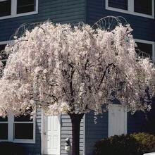 Dwarf Weeping White Cherry Tree 30 Beauty White Privacy Screen Great For Planting - Variant 1 - View 7