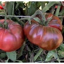 Tendencia15 Semillas Tomate Negro De Tula Variedad Rusa HeirloomCalidad premium - 1 - Ver 3