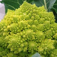 Tendencia200 Semillas Brocoli Romanesco Variedad Heirloom AutenticasCalidad premium - 1 - Ver 2