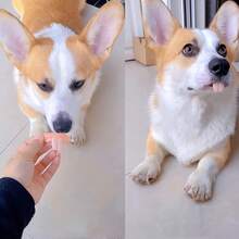 3pcs Hilarious Dog Denture Toys - , Tear-Resistant Fake Teeth For Pets - Perfect For Halloween & Photoshoots - Multicolor - View 4