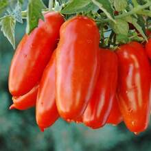 Tendencia15 Semillas Tomate San Marzano Italia Autentico NuevasCalidad premium - 1 - Ver 5