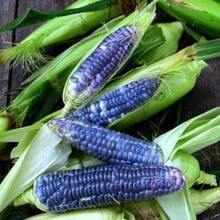 Tendencia25 Semillas Maiz Azul Palomero Blue Popcorn HeirloomCalidad premium - 1 - Ver 4