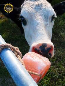 TendenciaPiedra Lick Para Ganado De Sal Del Himalaya 1.5 KgCalidad premium