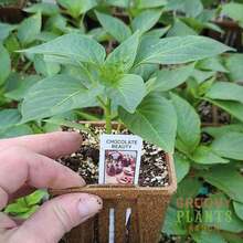 Live Plants - 1 - 查看 8