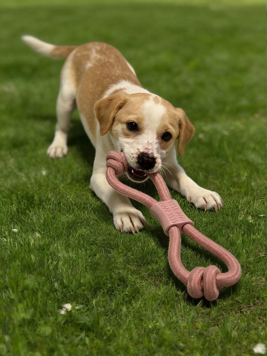 1 pieza Juguete para masticar de cuerda para mascotas, molido de dientes de TPR, resistente a mordeduras, alivio del aburrimiento, juguete interactivo para perros, suministros de entrenamiento trenzados, juguete de tiro para perros, cuerda interactiva, juguete para masticar para perros, disponible en múltiples colores - Multicolor - Ver 1