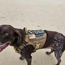 2 PCS  Patches Removable Tactical Hook Loop Embroidered In Training Patch Do Not Pet WorFKing Dog Patch For Vest Harnesses Collars Leashes,RescueDog2PCS - 救援犬2件套裝 - 查看 5