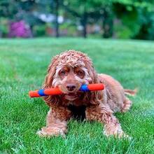 Interactive Dog Toy Ultra Fetch Stick - 12 Inch Outdoor Dog Toy For All Breed Sizes - Ultra Fetch - View 2