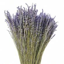 Natural Air-Dried Lavender, Fresh And Natural, Sleep Aid And Calming, Long-Lasting Fragrance, French Style Lavender Bouquet, Bedroom Fragrance And Stress Relief, Handpicked Lavender Dried Flower Gift Box, Gift Yourself Some Serenity. - Multicolor - View 16