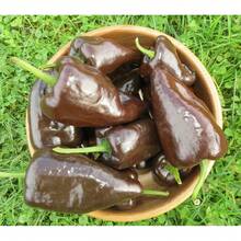 Tendencia20 Semillas Chile Mulato Isleño HeirloomCalidad premium - 1 - Ver 5