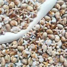 32/62pcs Bohemian Style Mixed Sea Turtle, Starfish And Seashell Shaped, Non-Fading Acrylic Double-Sided Beads, Suitable For Vacation And Daily Wear, Great Gift For Friends, Holidays, Jewelry Making