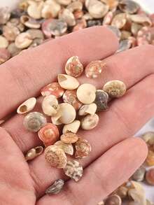 100个天然无孔迷你螺旋贝壳，天然航海沙滩装饰品，适用于DIY工艺品和家居装饰