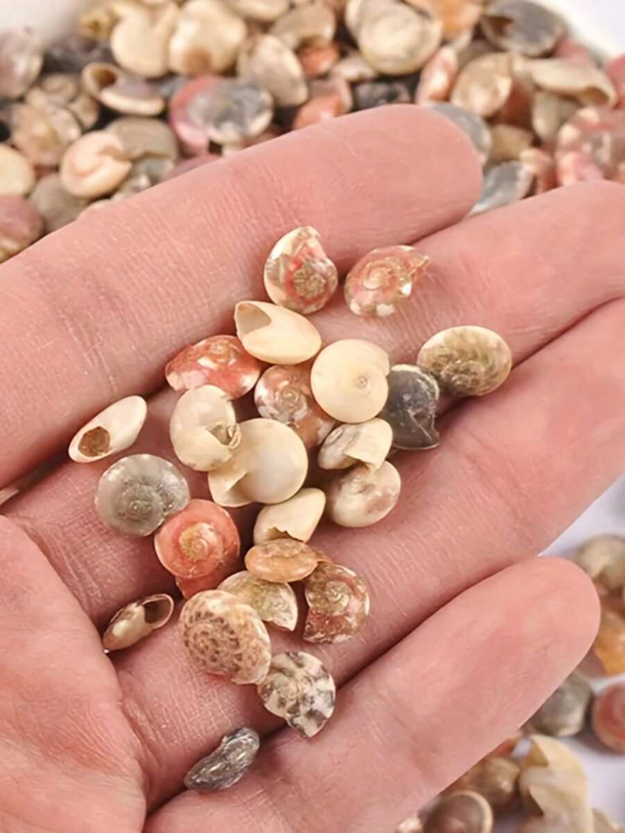 100个天然无孔迷你螺旋贝壳，天然航海沙滩装饰品，适用于DIY工艺品和家居装饰