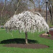 Dwarf Weeping White Cherry Tree 30 Beauty White Privacy Screen Great For Planting - Variant 1 - View 6